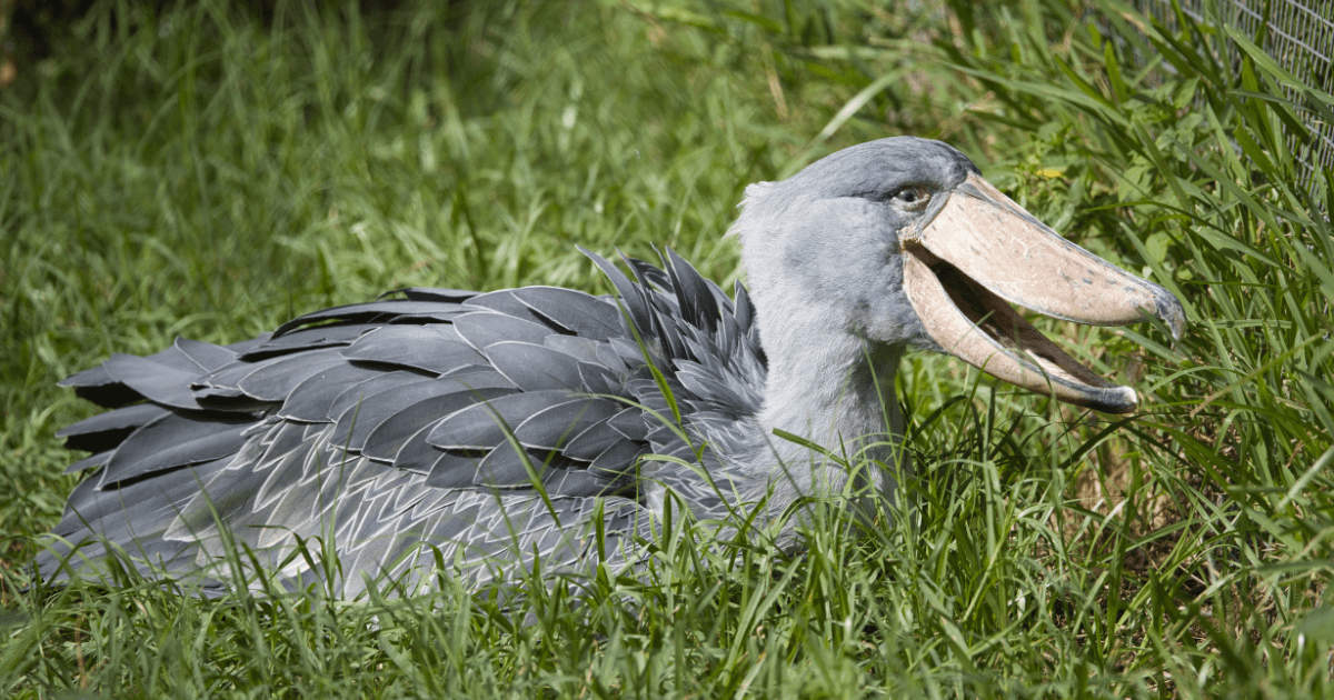 Shoebill stork in the wetlands