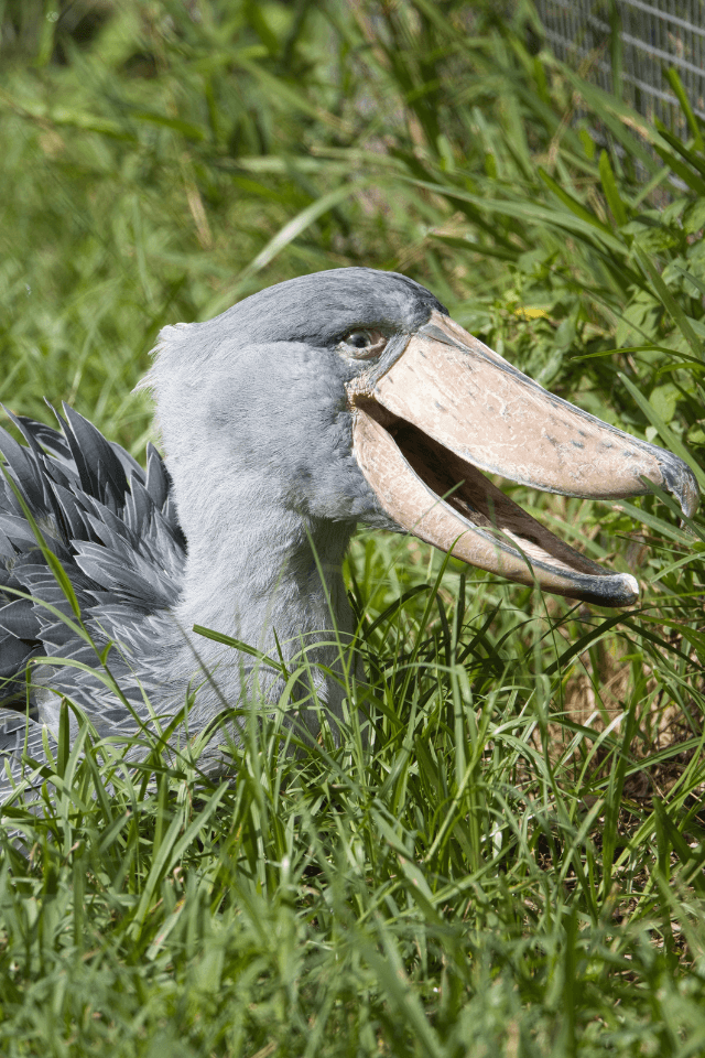 Shoebill stork in the wetlands